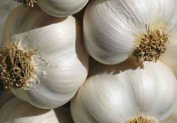 garlic helpful in arthriitis