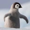 penguin theft case