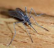 the new tool will identifiy dengue mosquitoes